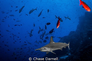 "Sleek"
A Hammerhead comes by for a closer look at Dirty... by Chase Darnell 
